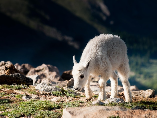 Un cabrito de montaña en las Montañas Rocosas de Colorado