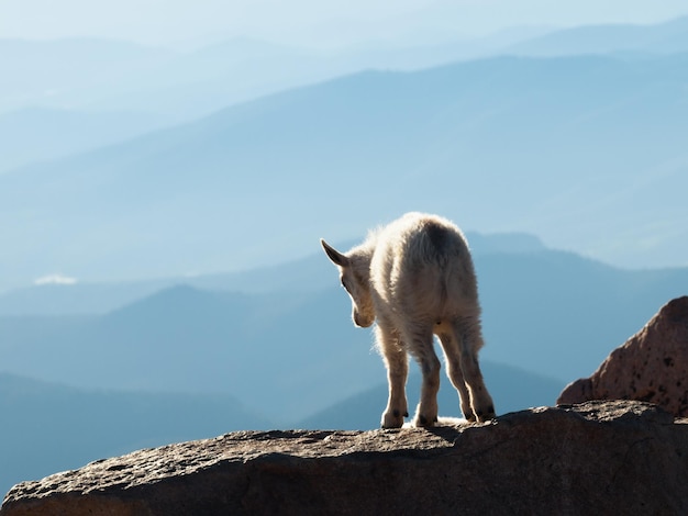 Un cabrito montés en la cima de la roca.