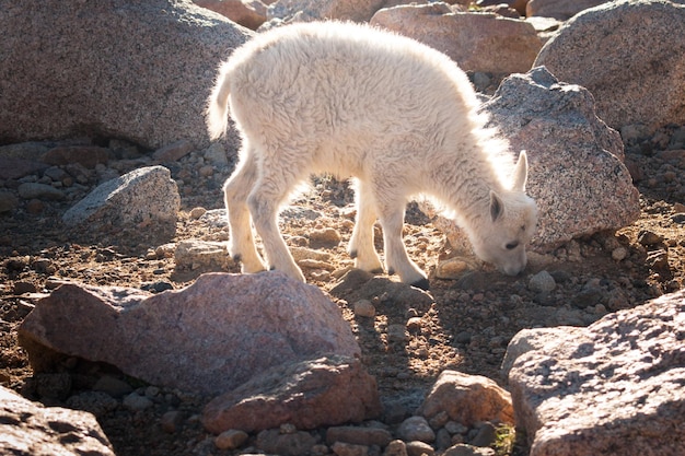 Un cabrito montés en el monte Evans.