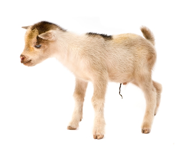 Cabrito pigmeu jovem isolado, essas fotos foram tiradas no Benin, sua coloração vermelha vem da argila local como poeira.