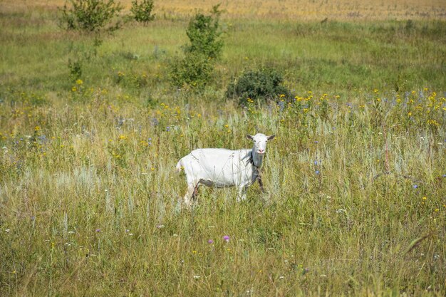 Cabrito en un prado verde con flores.