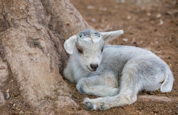 Cabrito tirado en el suelo