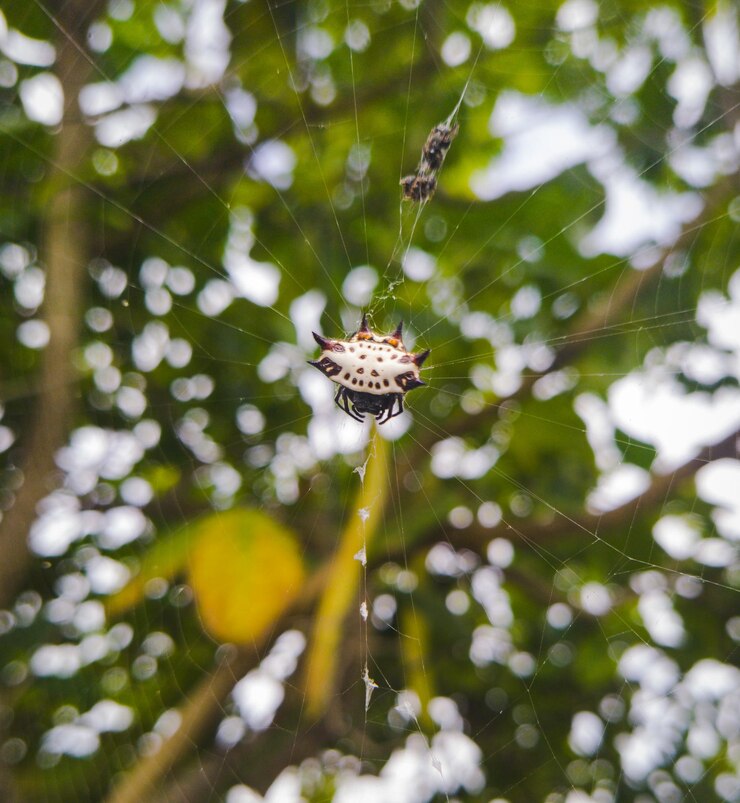 Foto caça à aranha do caranguejo