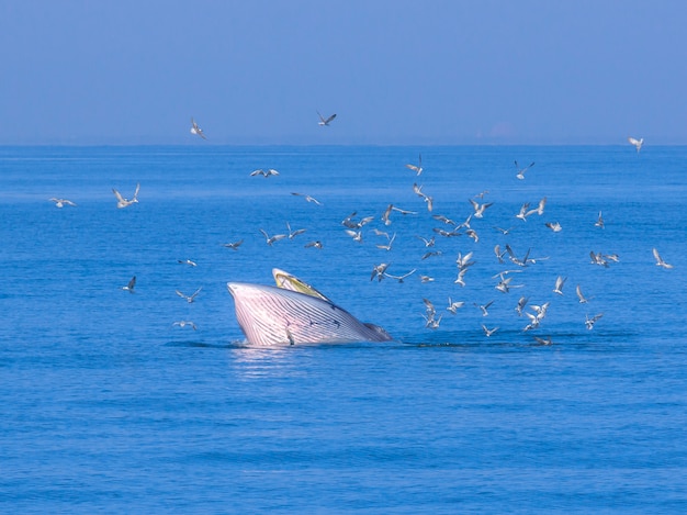 Caça às baleias de Bryde no Golfo da Tailândia