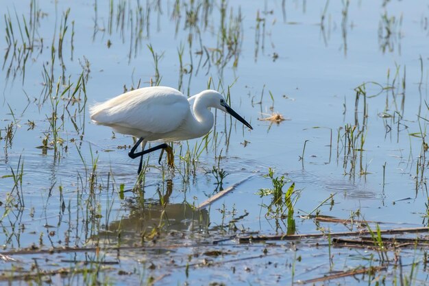 Caça da garça-branca (Egretta garzetta) Garça-branca pequena