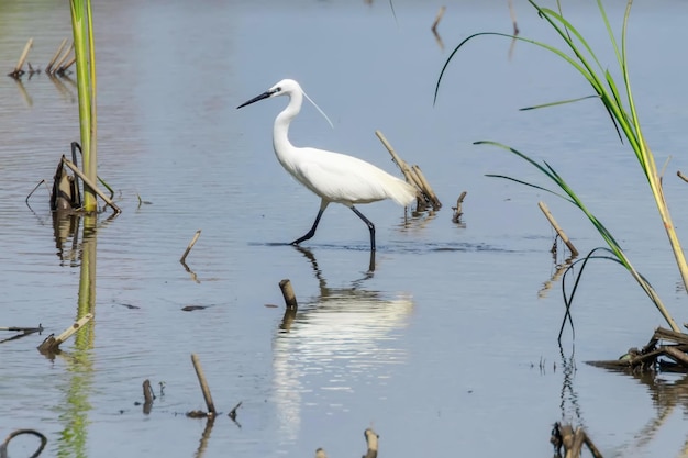 Caça da garça-branca (Egretta garzetta) Garça-branca pequena