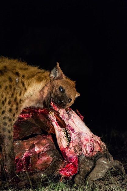 Foto caça de animais em campo