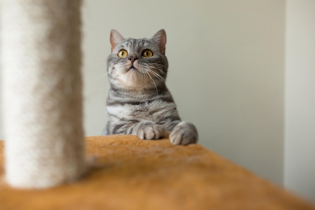 Caça de gato cinza reto escocês bonito