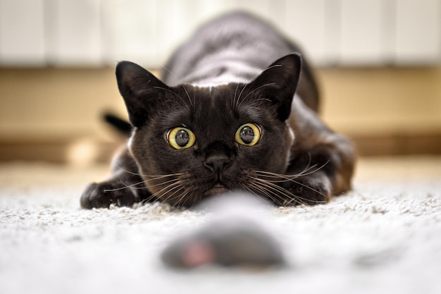 Caça de gato para rato em casa Cara de gato birmanês antes de atacar closeup