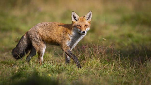 Caça de raposa vermelha ativa no prado verde na natureza outono com espaço de cópia