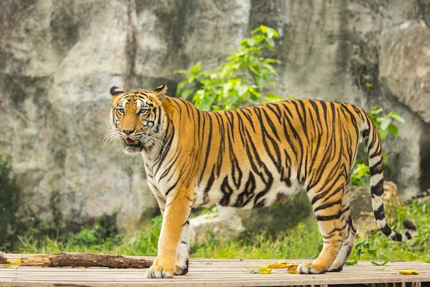 Foto caçador de tigres de bengala na natureza.
