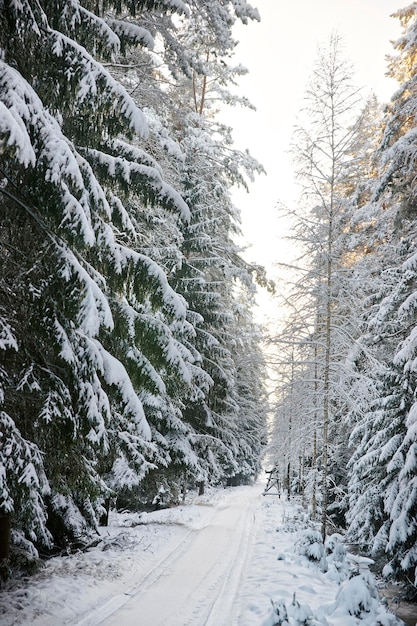 Caçador masculino sentado em uma torre de vigia na floresta no inverno. A caça e o tiro são praticados há muitos séculos. Um dos objetivos é controlar a população de animais na vida selvagem