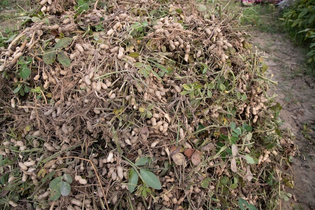 Cacahuetes de cosecha apilados en el suelo en el campo