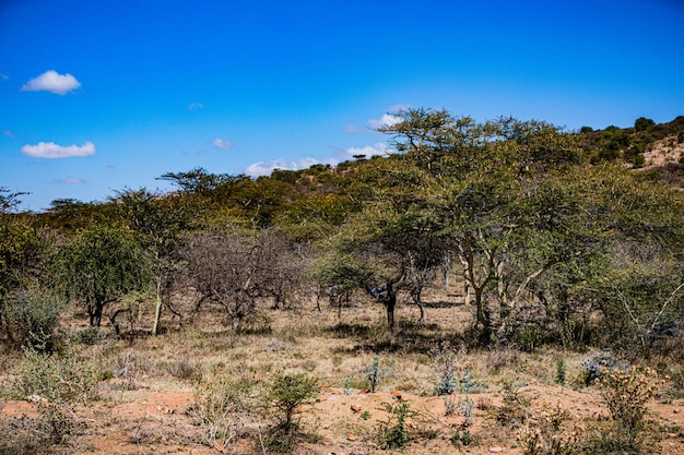 Caçando cobra-pássaro no mato selvagem no Quênia