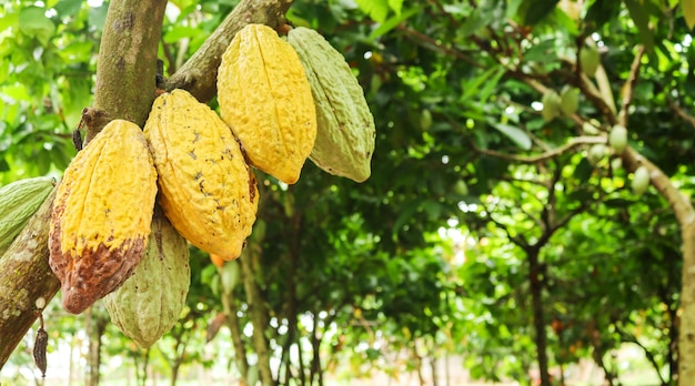 Cacao en el árbol en el jardín.