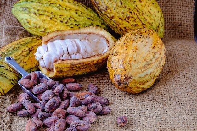 Cacao fresco con vainas de cacao y granos de cacao sobre tela de saco