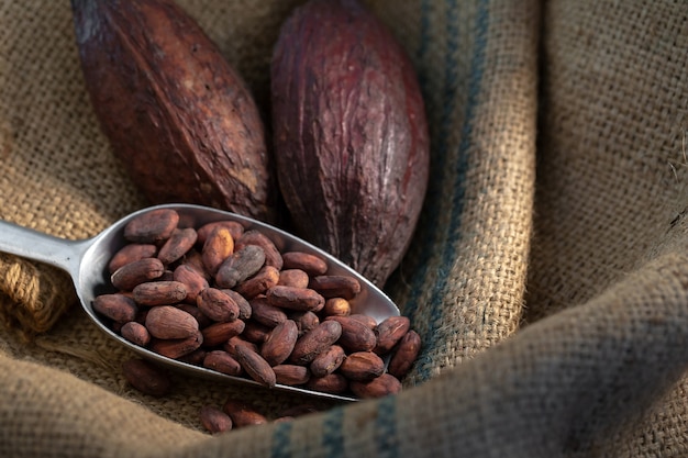 Cacao en grano en una cuchara de aluminio en saco en la luz oscura