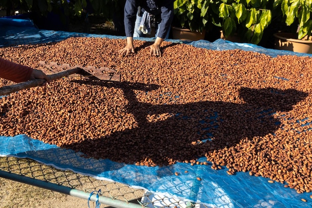 Cacao en grano orgánico secado al sol en una granja