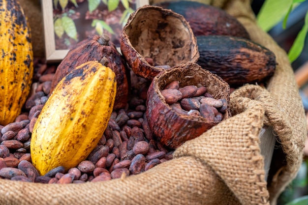 Cacao en grano con vaina de cacao