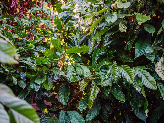 Foto cacao de hoja verde joven en la planta de cacao árbol de cacao