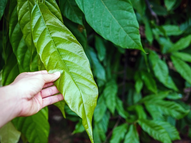 cacao de hoja verde joven en la planta de cacao árbol de cacao