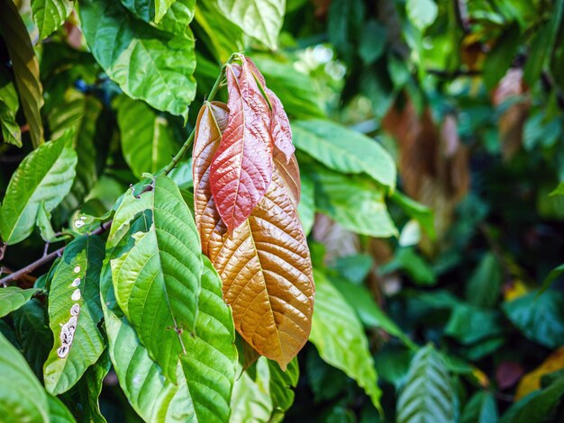 Foto cacao de hoja verde joven en la planta de cacao árbol de cacao