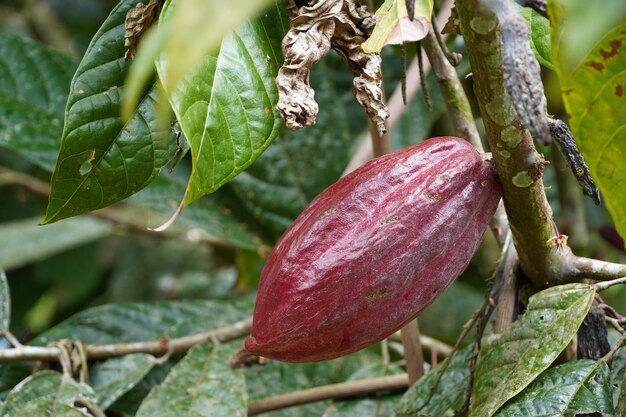 Cacao listo para la cosecha