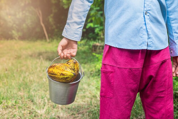 Cacao recién cosechado de los árboles de cacao.