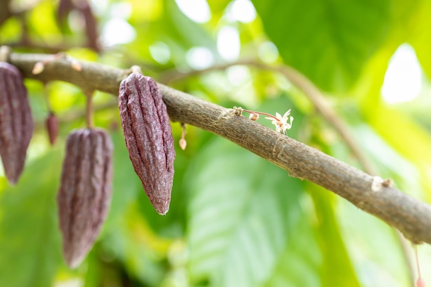 Cacao Tree Theobroma cacao Cacao orgánico vainas de frutas en la naturaleza