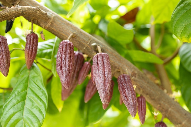 Cacao Tree Theobroma cacao Cacao orgánico vainas de frutas en la naturaleza