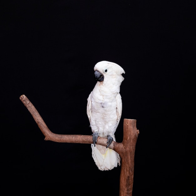 Cacatúa blanca con fondo negro.