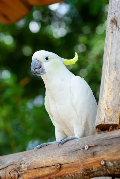 Cacatua branca com crista de enxofre, cacatua galerita