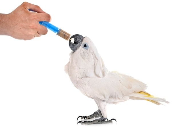 Cacatua branca comendo