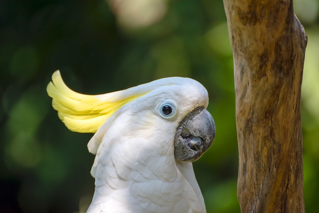 Cacatua branca em um tronco de árvore