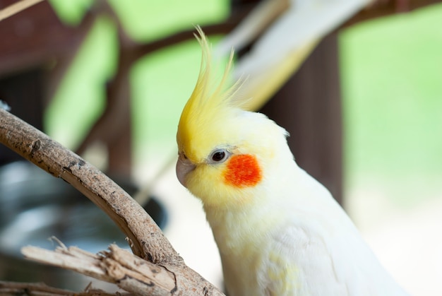 Foto cacatua branca