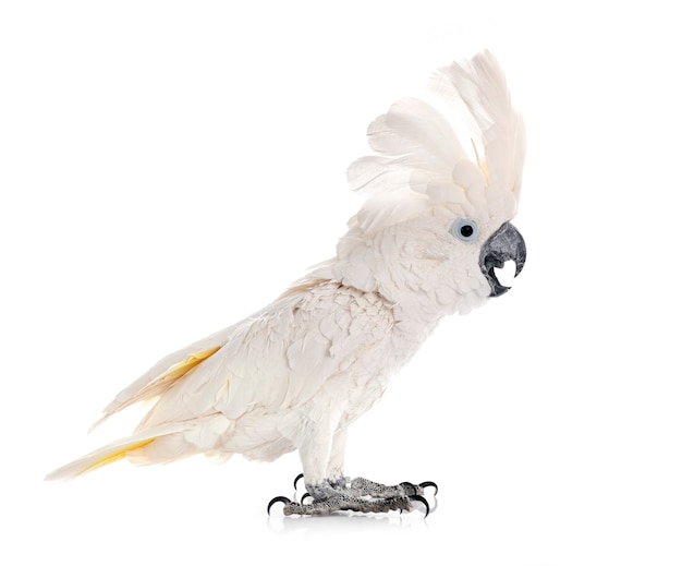 Cacatua branca