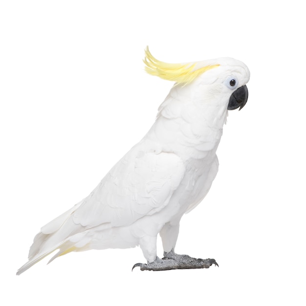 Foto cacatua com crista de enxofre, cacatua galerita