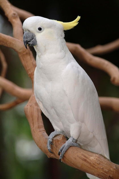 Foto cacatúa crestada de azufre cacatua galerita queensland australia