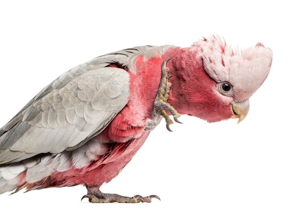 Cacatua-de-peito-rosa (2 anos) isolada no branco