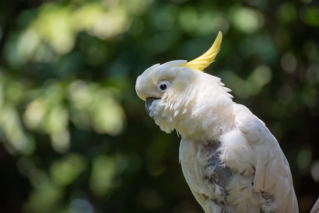 Cacatua empoleirada em um galho