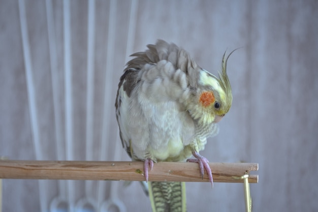 Cacatúa loro gris limpia plumas