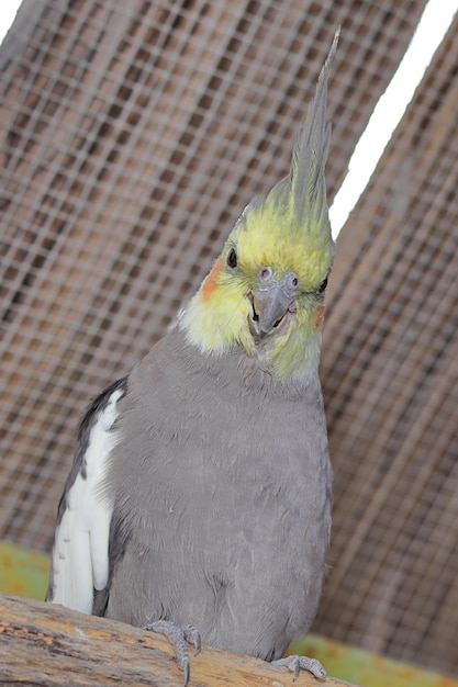 Una cacatúa posada en una rama