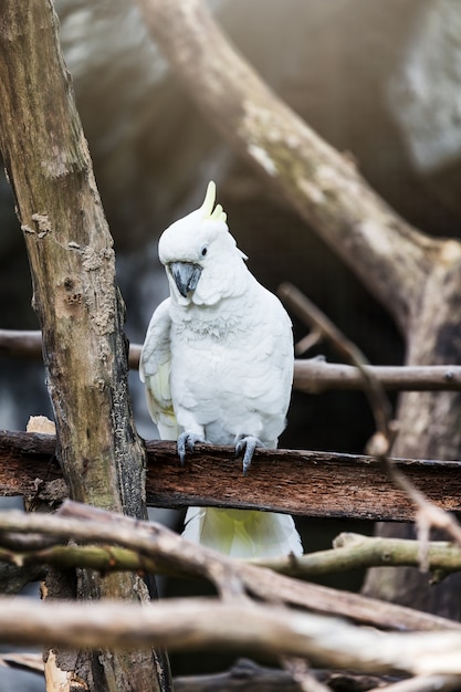 Una cacatúa en una rama de árbol, cacatúa en una percha.