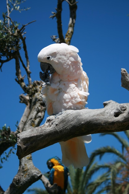 Foto cacatúa en una rama en un día soleado