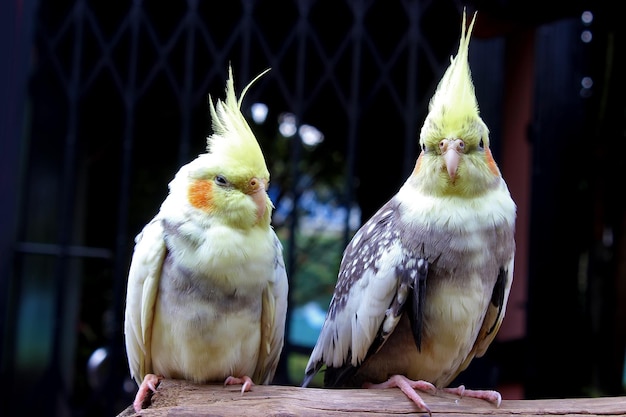 La cacatúa, también conocida como pájaro weiro o quarrion