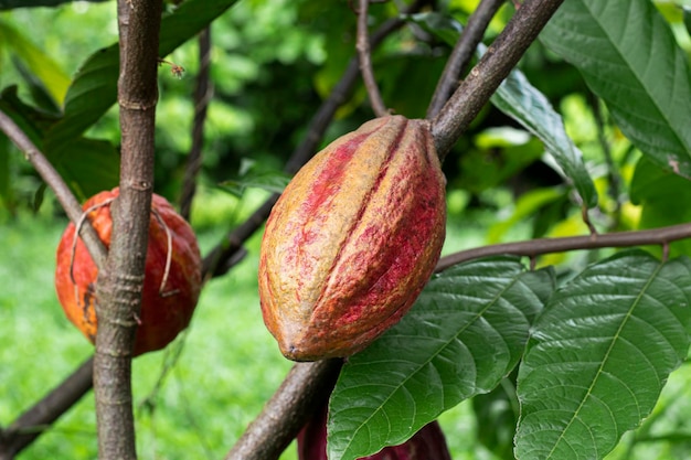 cacau cru vermelho na árvore em uma plantação