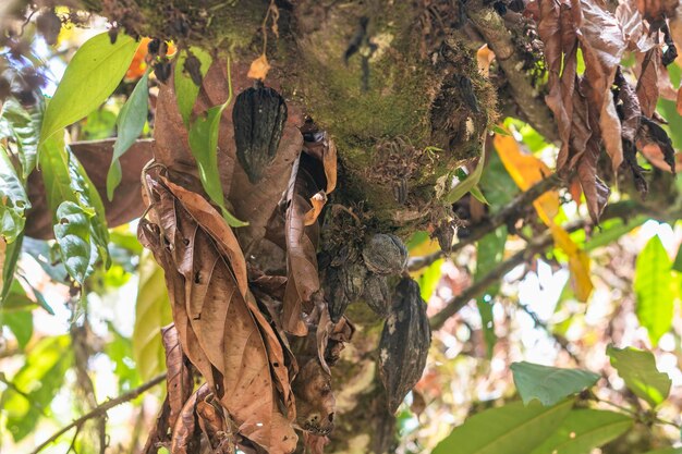 Foto cacau doente, bruxa do cacau, doença do cacau na fazenda brasileira