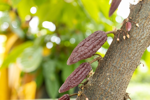 Cacau Theobroma cacao Vagens orgânicas de cacau na natureza