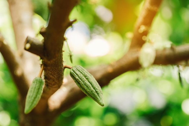Cacau Theobroma cacao Vagens orgânicas de cacau na natureza