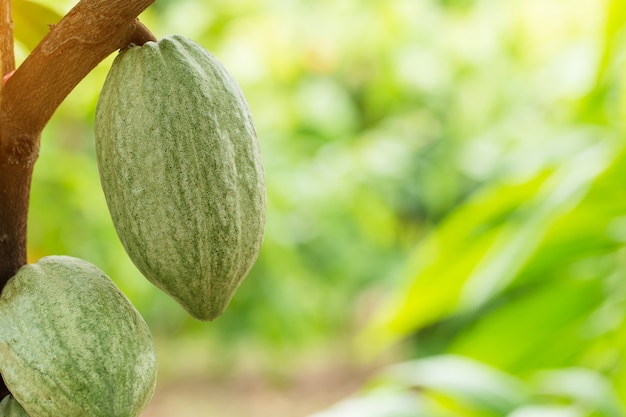 Cacaueiro (Theobroma cacao). Vagens de frutas orgânicas de cacau na natureza.